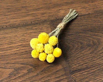 Dried Billy Balls Mini Bouquet, Dried Craspedia Mini Bouquet,  Gift Topper, Wedding Placecards, Plate Decor, Favor Gift, Rustic Wedding