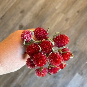 Small Bunch Red Dried Globe Amaranth, Red Dried Gomphrena, Red Clover Flowers