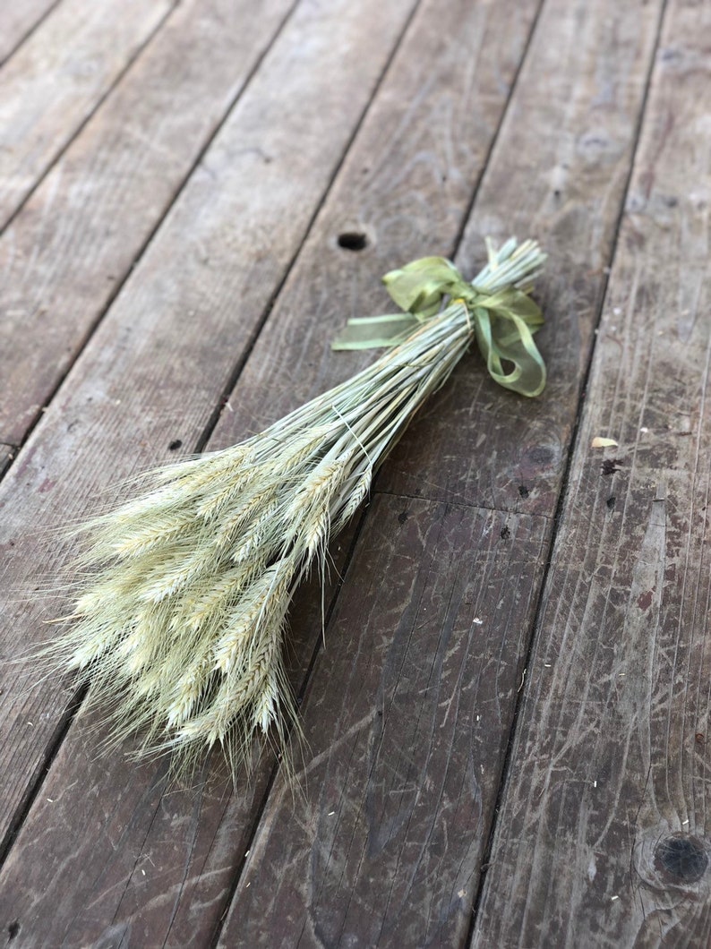 Dried Wheat Dried Decorative Grass Triticum Dried Silver Tip