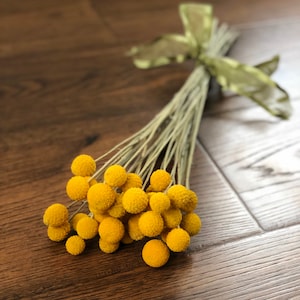 Dried Billy Balls, 2023 Crop Dried Craspedia, Dried Flowers, Yellow Craspedia, Yellow Drumsticks, Craspedia Flower Stems