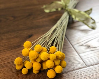 Dried Billy Balls, 2023 Crop Dried Craspedia, Dried Flowers, Yellow Craspedia, Yellow Drumsticks, Craspedia Flower Stems