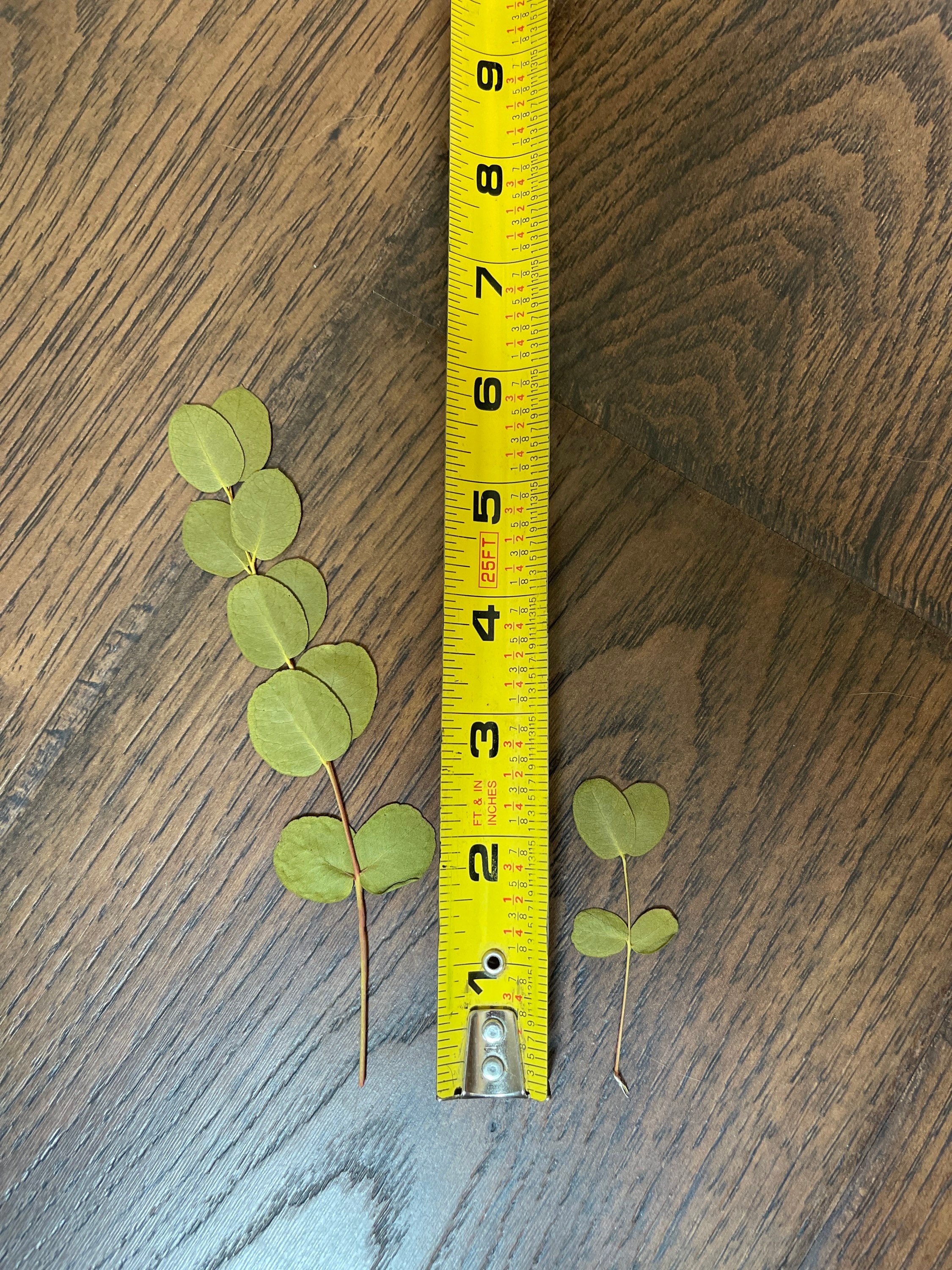 Pressed Eucalyptus Leaves Dried Eucalyptus Leaves Cake Etsy
