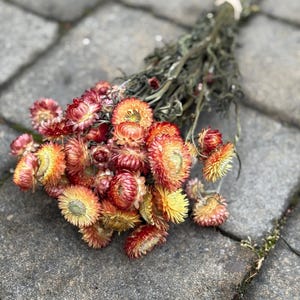 Dried Apricot, Yellow and White Strawflowers