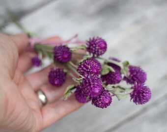 Small Bunch Purple Dried Globe Amaranth, Purple Dried Gomphrena, Purple Clover Flowers