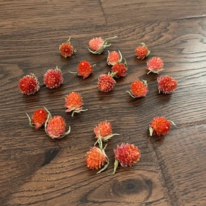 Dried Globe Amaranth Heads, Dried Gomphrena Heads, Orange Flower Heads, Flowers for Resin Crafts, Soapmaking, Candlemaking, Clover Flowers