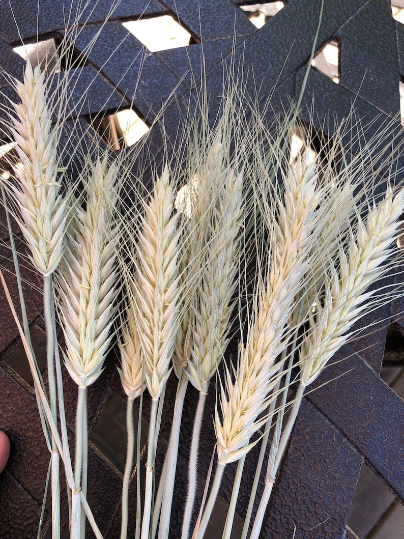 Dried Wheat Dried Decorative Grass Triticum Dried Silver Tip