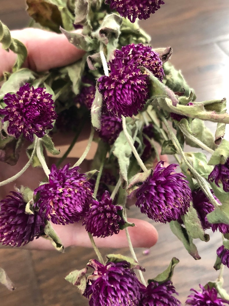 Purple Dried Globe Amaranth Bunch Purple Dried Gomphrena Etsy