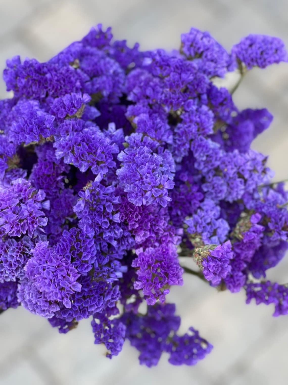 Dried Purple Statice Purple Statice Purple Wedding Etsy