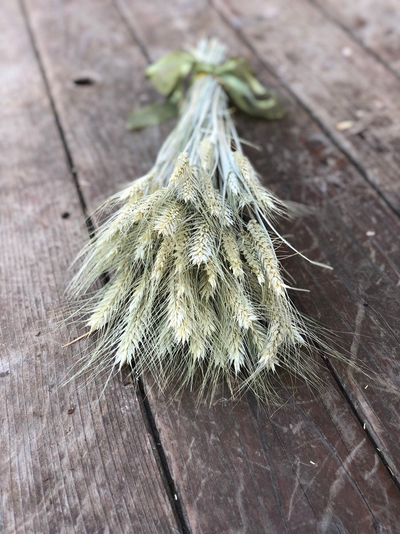 Dried Wheat Dried Decorative Grass Triticum Dried Silver Tip