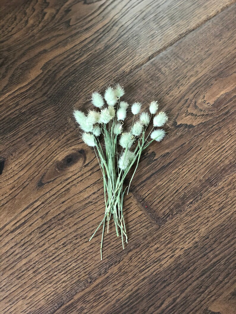 Dried Bunny Tails Natural Bunny Tails Bunny Tail Short Stems Etsy