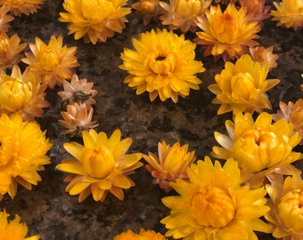 Dried Yellow Strawflower Heads, Dried Gold Strawflower Heads