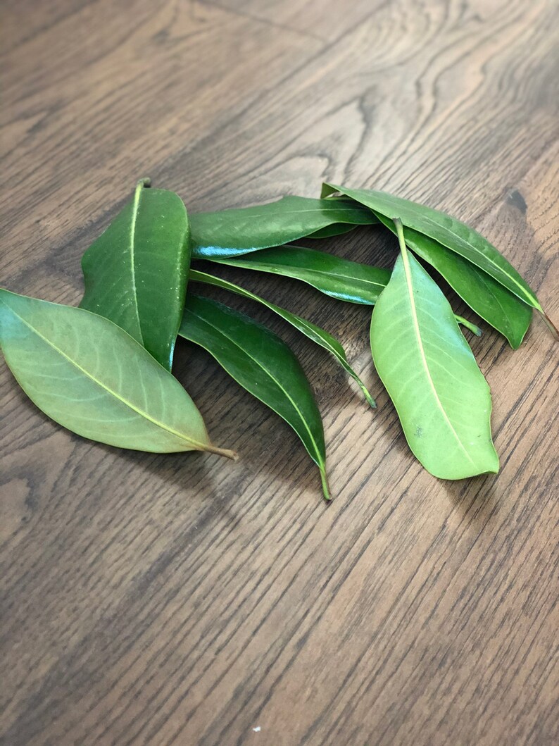 Fresh Magnolia Leaves Magnolia Leaves for Crafts Real Etsy