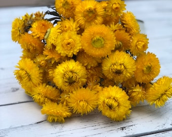 Dried Golden Yellow Strawflowers