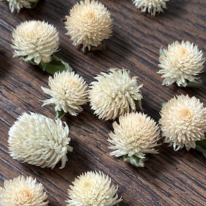Dried Globe Amaranth Heads, Dried Gomphrena Heads, White Flower Heads, Flowers for Resin Crafts, Soapmaking, Candlemaking, Clover Flowers