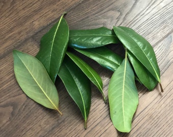 Fresh Magnolia Leaves, Magnolia Leaves for Crafts, Real Magnolia Leaves