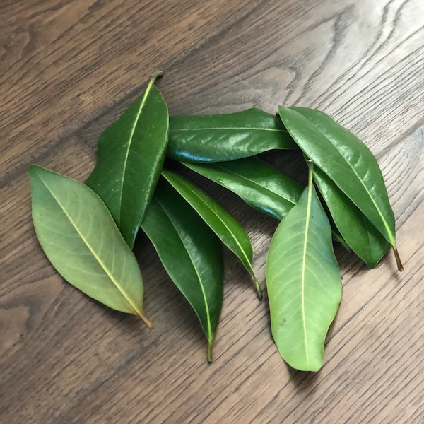 Magnolia Leaves Etsy