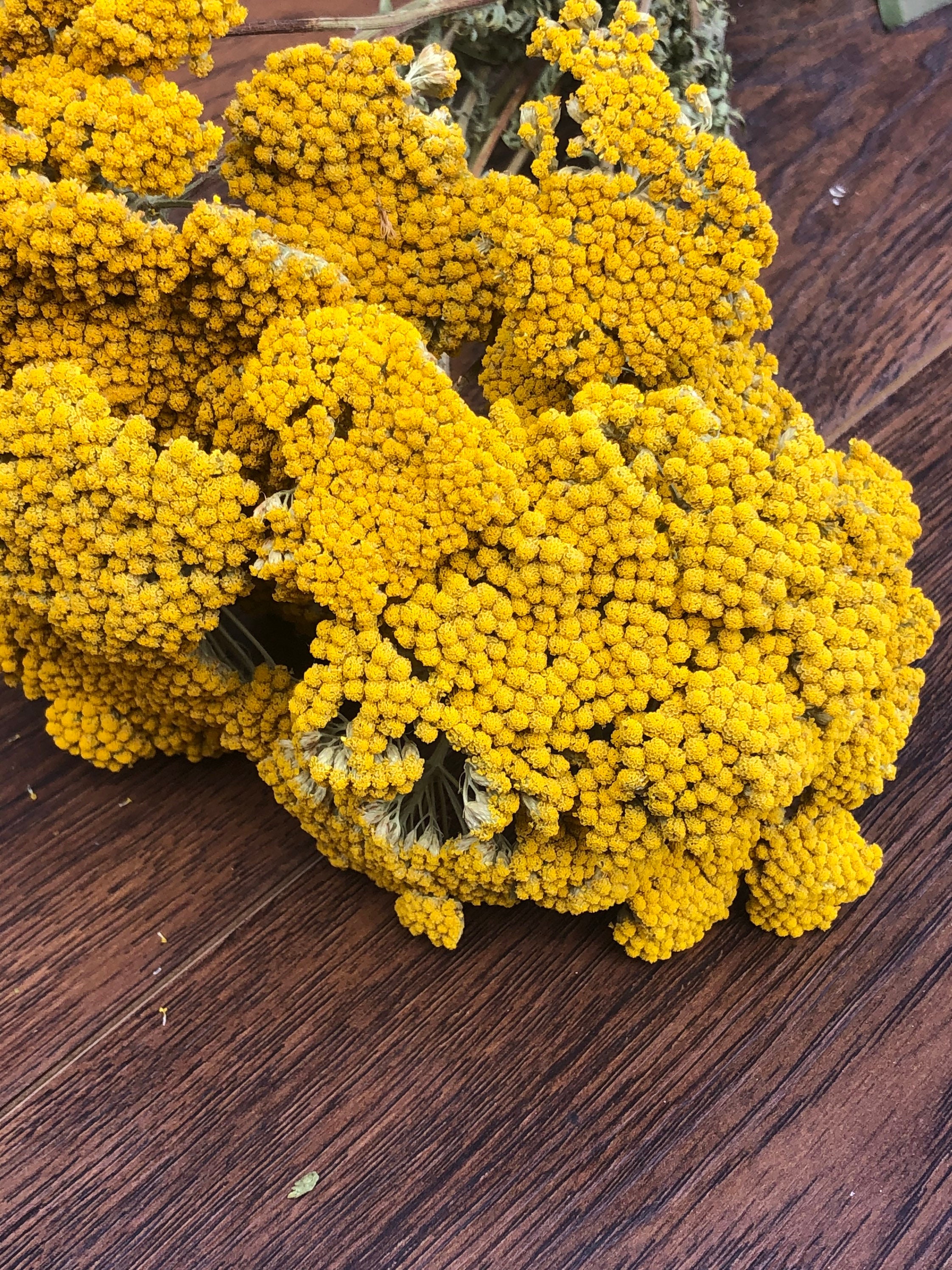 Dried Gold Yarrow Dried Yellow Yarrow Bunch Gold Flowers Etsy