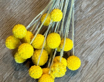 Small Dried Billy Balls, 2023 Crop Dried Craspedia, Dried Flowers, Yellow Craspedia, Yellow Drumsticks, Craspedia Flower Stems