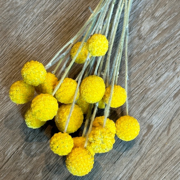 Small Dried Billy Balls, 2023 Crop Dried Craspedia, Dried Flowers, Yellow Craspedia, Yellow Drumsticks, Craspedia Flower Stems