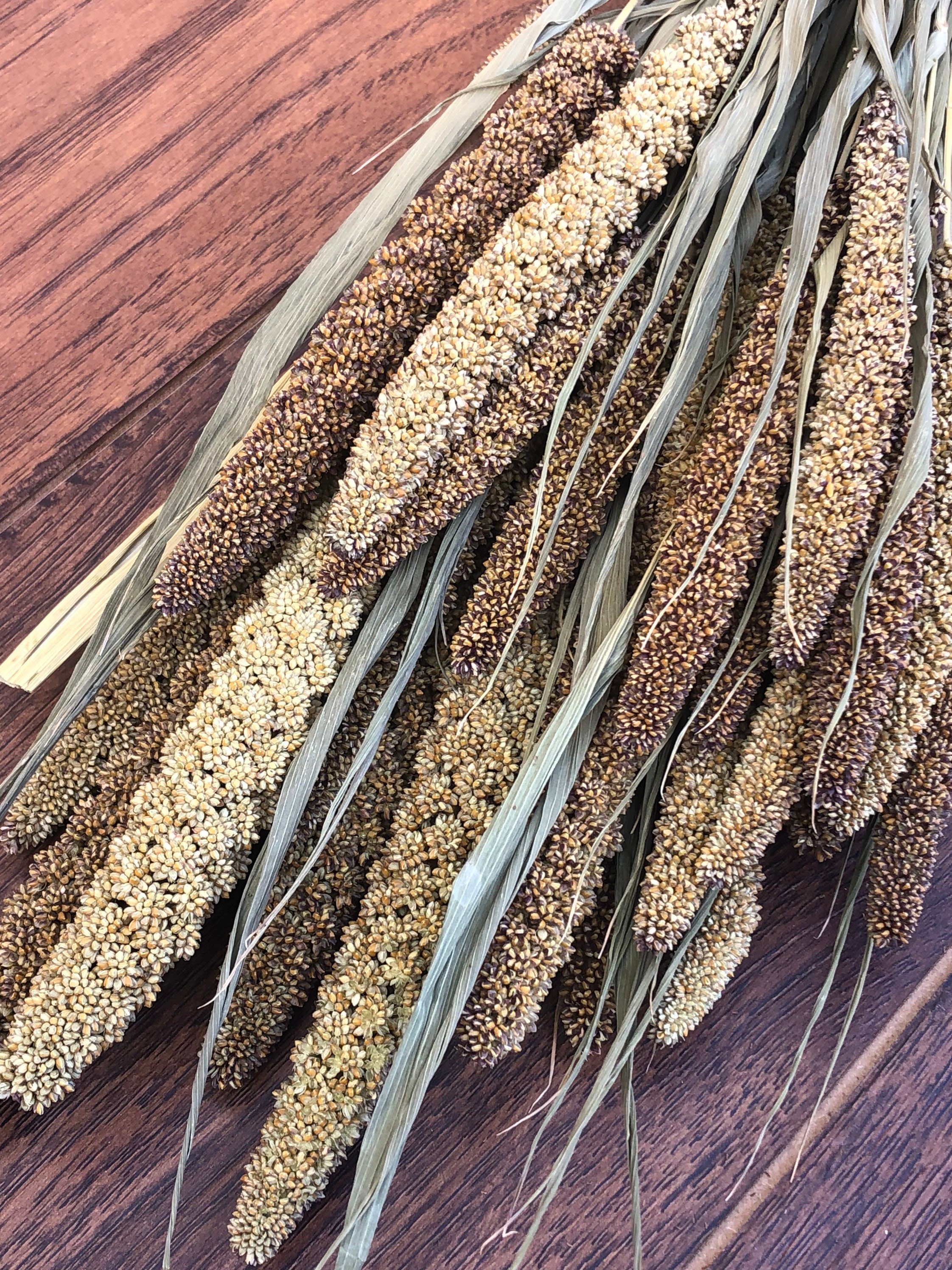 Dried Millet Bunch Dried Highlander Millet Dried Millet Etsy