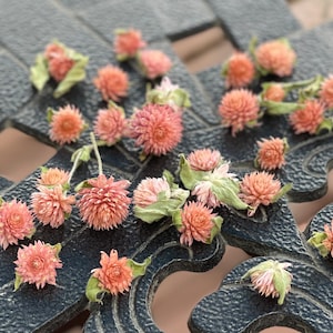 Dried Globe Amaranth Heads, Dried Gomphrena Heads, Pink Flower Heads, Flowers for Resin Crafts, Soapmaking, Candlemaking, Clover Flowers