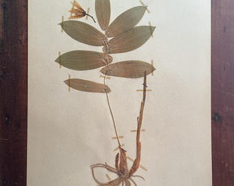 Campione botanico d'erbario antico, anni '10 del Novecento, Campanula Due 11" x 17"