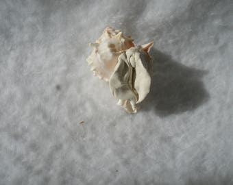 Sculpted Vulva in an Authentic Sea Shell (6) 215