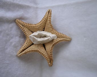 Sculpted Vulva on a Large Starfish (2) 116