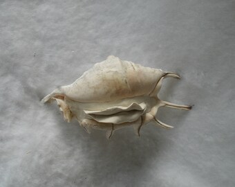 Sculpted Vulva in a Authentic Sea Shell (8) 219