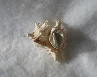 Sculpted Vulva in an Authentic Sea Shell (10) 222