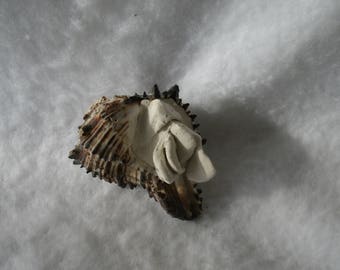 Sculpted Vulva in an Authentic Sea Shell (9) 221