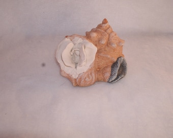 Sculpted Vulva in a Clay Conch Shell from Aquarium 141