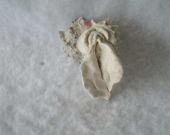 Sculpted Vulva in an Authentic Sea Shell (5) 214