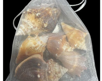 Florida fighting conch -  stombus alatus- 1/2 pound, handpicked florida seashells