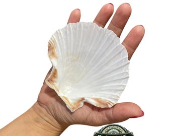 大きな白いホタテ貝の殻、海岸風の航海インテリア（9個セット） - Etsy