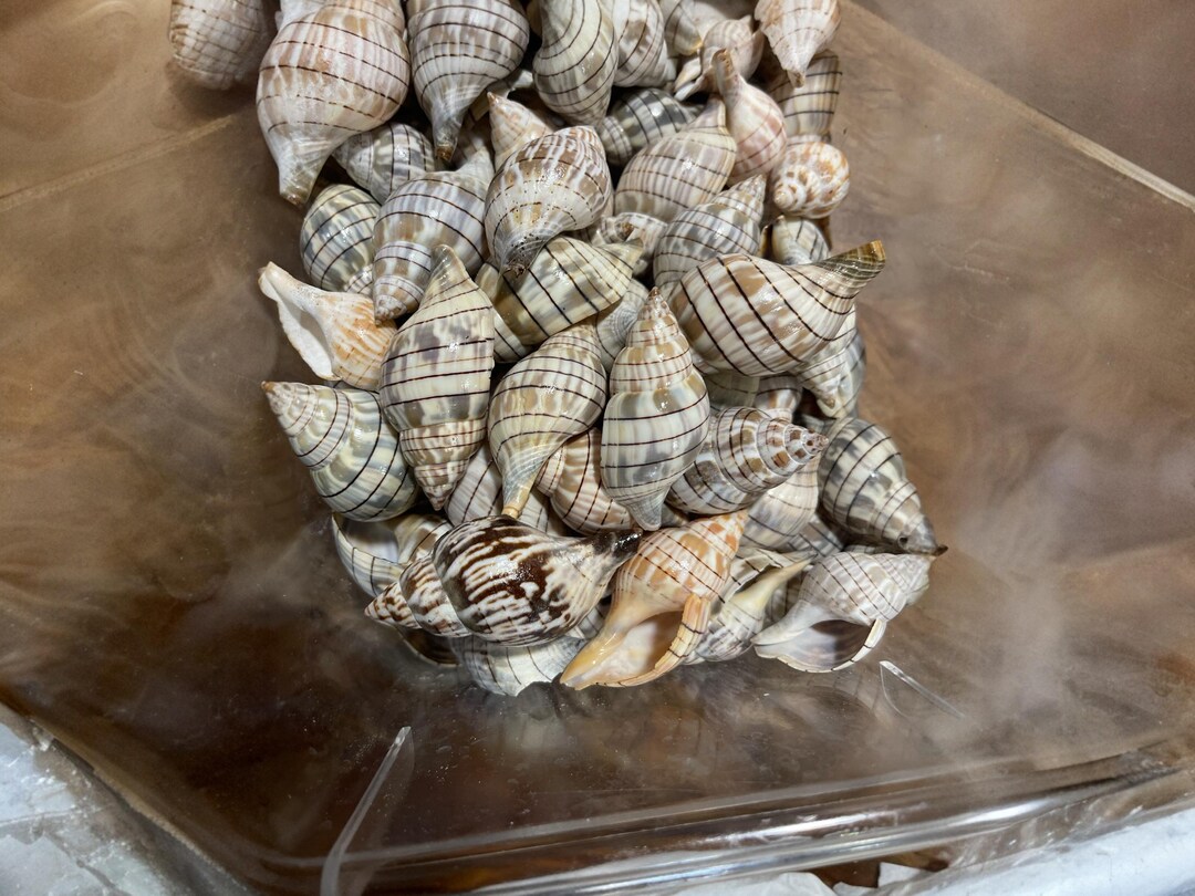 Banded Tulip Shell: Natural Spiral Shell Decor for Crafts, Centerpieces ...