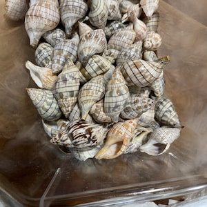 Tulipán en forma de banda: decoración de conchas espirales naturales para manualidades, centros de mesa y joyería.