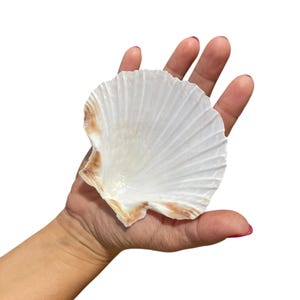 Large Scallop Shells for Crafts: Natural White Seashells, 4-5 Inches, 10pcs