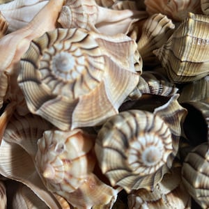 May include: Close-up of a collection of seashells in various shapes and sizes. The shells display a range of colors, including beige, brown, and white, with intricate spiral patterns. Some shells have a smooth texture, while others are ribbed.