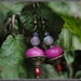 see more listings in the Earrings section