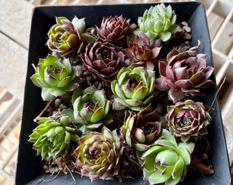 10  Live Hardy Hens and Chicks Sempervivum Mix Varieties, Succulents