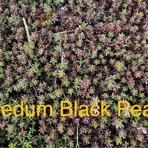 May include: Close-up of Sedum Black Pearl plants. The image shows a dense cluster of small, succulent plants with green and purple hues. The text "Sedum Black Pearl" is displayed in yellow.