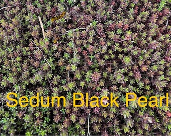 Sedum Black Pearl Ground Cover, Live Plants , 4 Inch Pot Perennial, Succulents