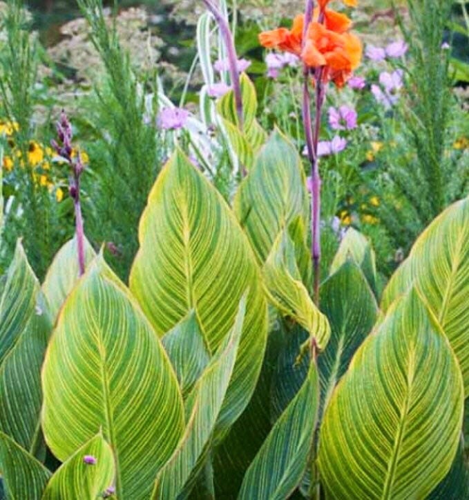 Pretoria Variegated Canna Lily Rhizome Bulb Stunning Etsy Australia Pretoria Variegated Canna Lily Rhizome Bulb Stunning Etsy Australia