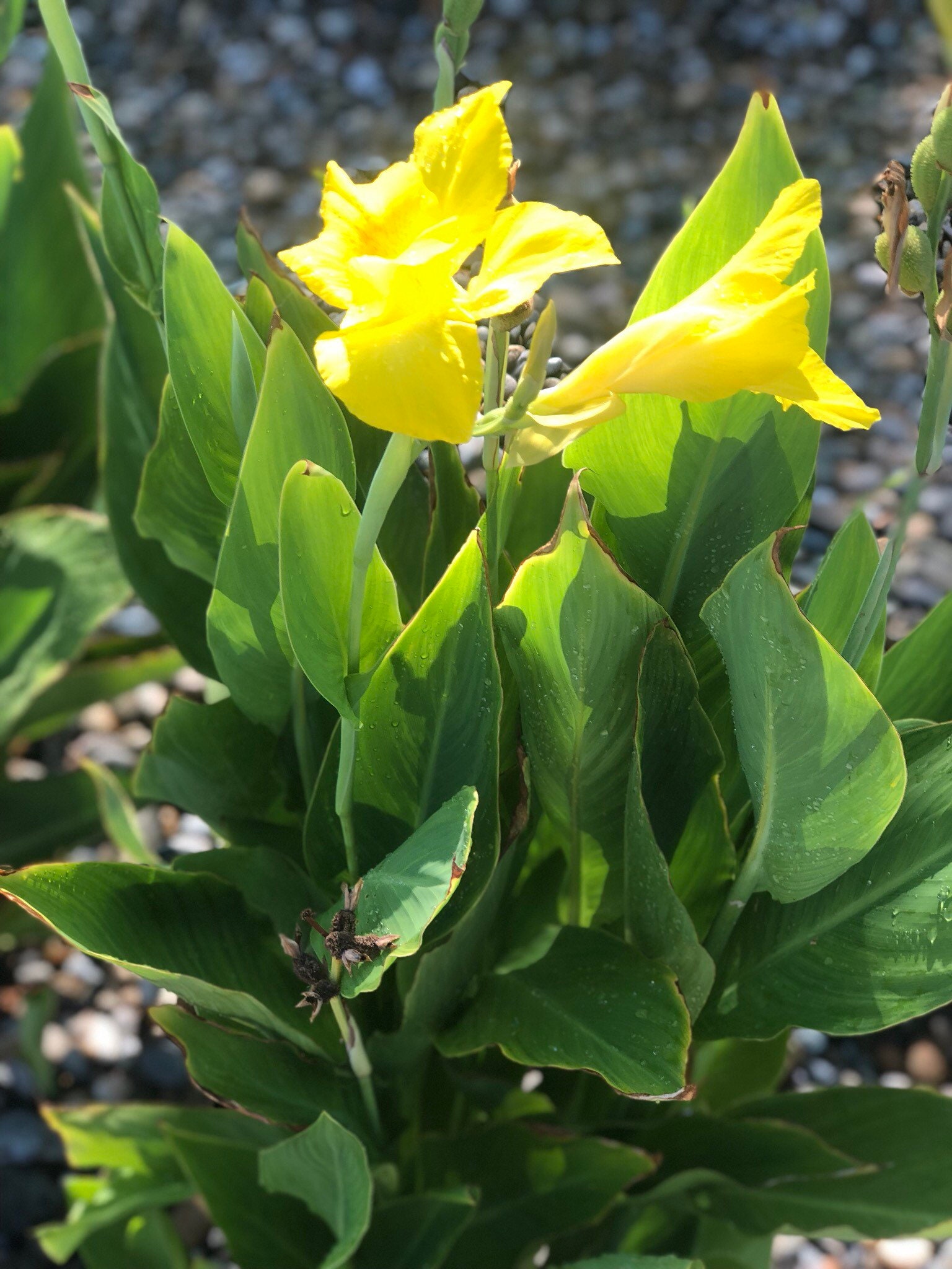 4 canna Lily Yellow Bulb rhizome Specialtropical Rare Plants