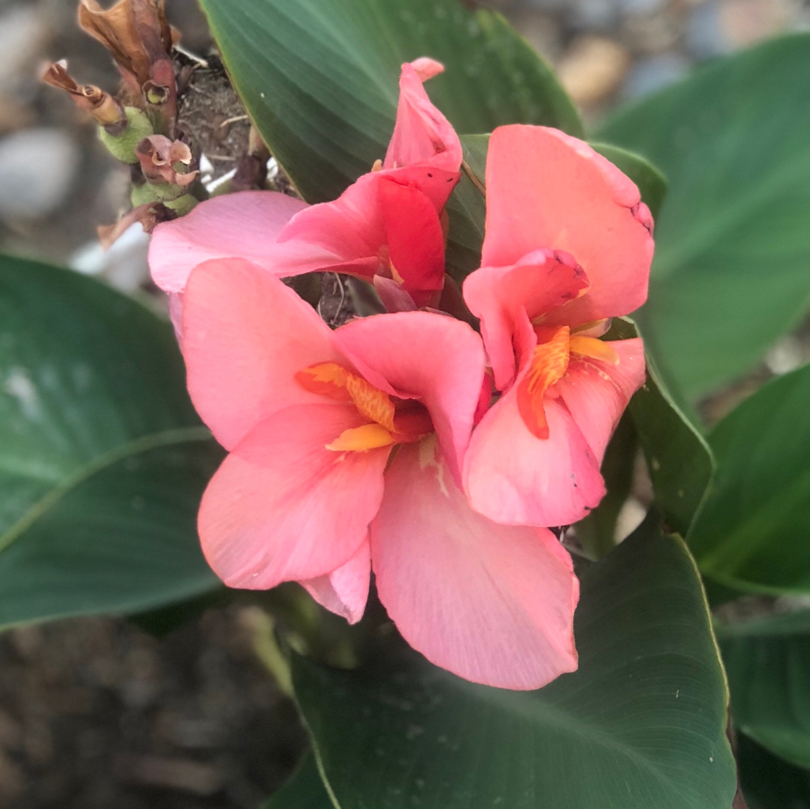 Canna Lily Seeds Short Variety Pink Canna Lily FAST Shipping Etsy
