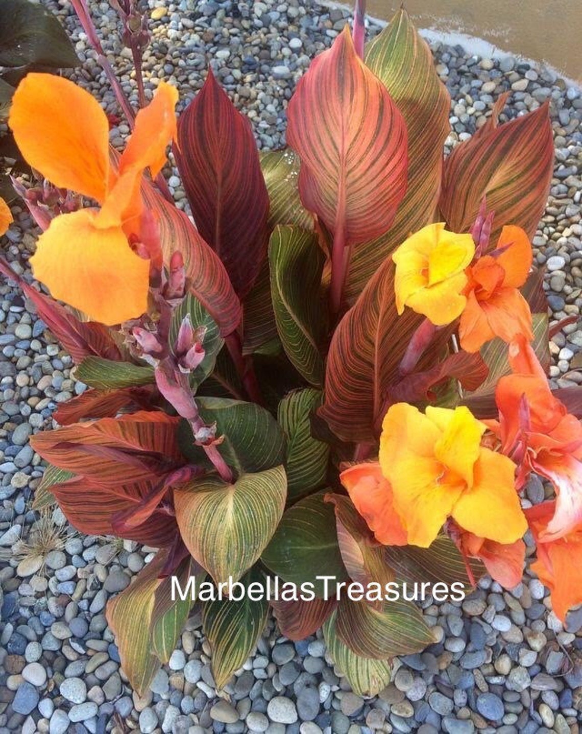 Canna Lily Tropicanna Variegated/AKA Phasion rhizome/bulb Etsy