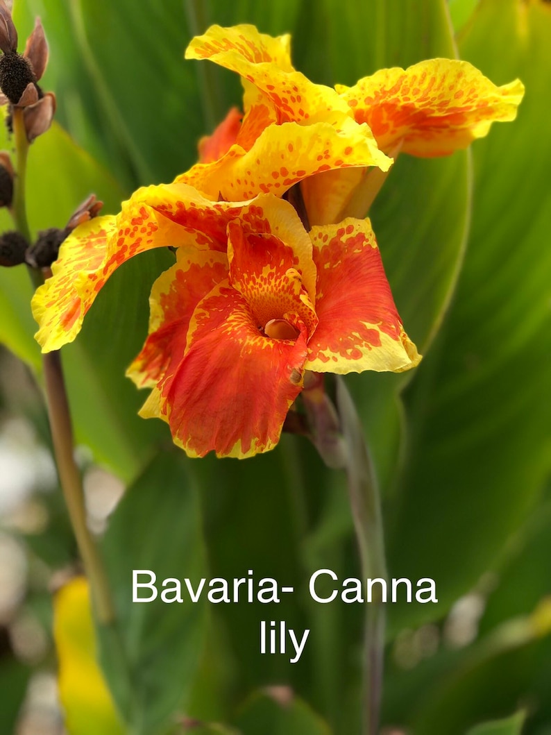 Canna Lily Mix /3 Rhizomes That Include Yellow Bavaria and Etsy