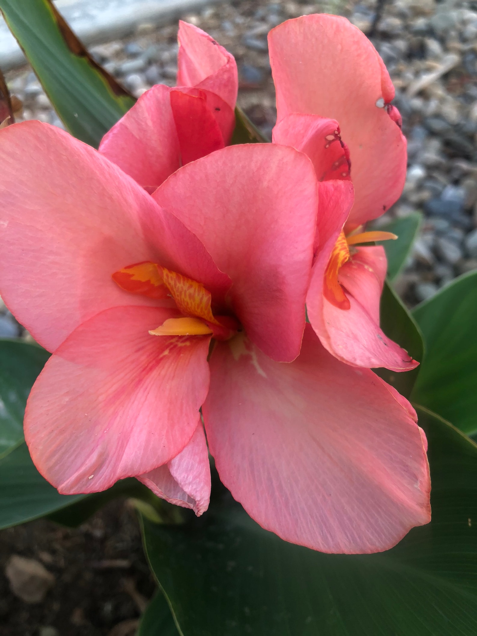 Canna Lily Seeds Short Variety Pink Canna Lily FAST Shipping Etsy