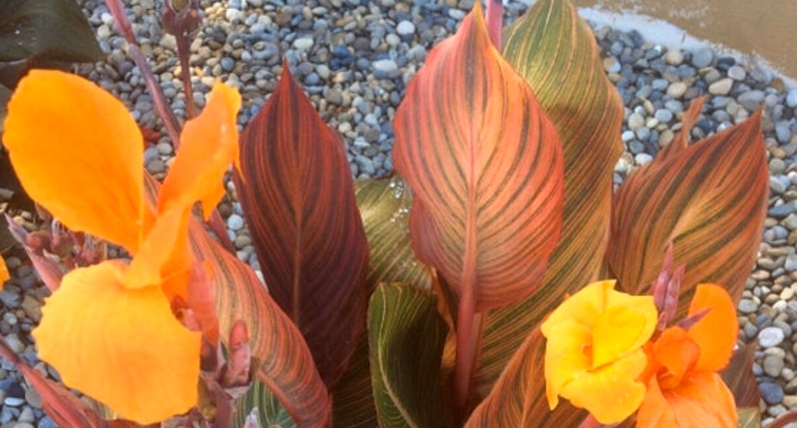 Canna Lily Tropicanna Variegated/aka Phasion Rhizome/bulb Etsy
